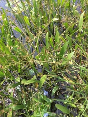 Alisma gramineum
