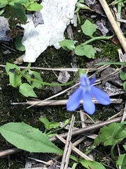 Lobelia quadrangularis