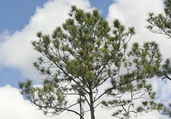 Pinus caribaea