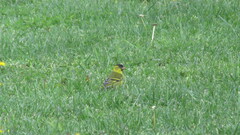 Spinus barbatus