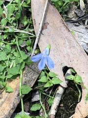 Lobelia quadrangularis