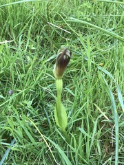 Pterostylis cucullata
