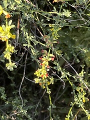 Acmispon glaber glaber