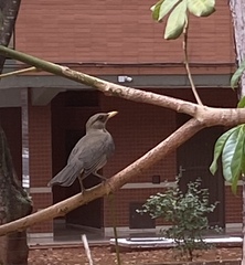 Turdus amaurochalinus