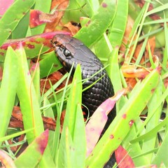 Pseudechis porphyriacus