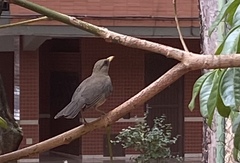Turdus amaurochalinus