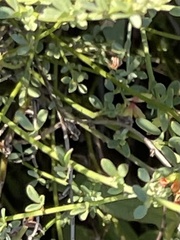 Acmispon glaber glaber