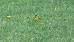 Spinus barbatus