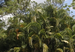 Dypsis lutescens
