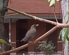Turdus amaurochalinus