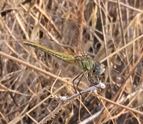 Žućkasti strijelac (Sympetrum fonscolombii)