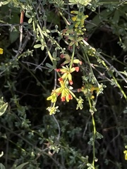 Acmispon glaber glaber