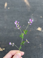 Lespedeza repens