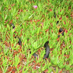 Pseudechis porphyriacus