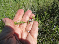 Carlowrightia linearifolia