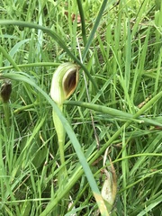 Pterostylis cucullata