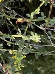 Acmispon glaber glaber