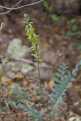 Astragalus giganteus