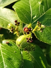 Jatropha gossypiifolia