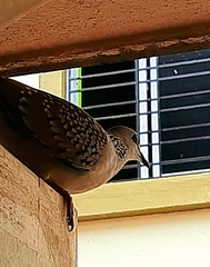 Streptopelia chinensis