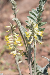 Astragalus giganteus