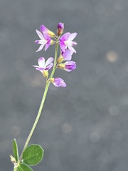 Lespedeza repens
