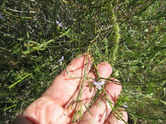 Carlowrightia linearifolia