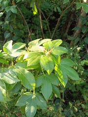 Jatropha gossypiifolia