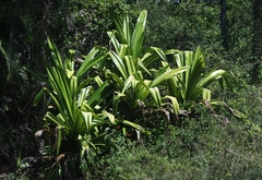 Pandanus dubius