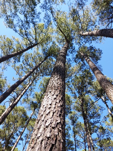 Pinus taeda