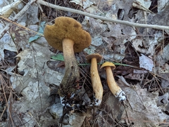 Suillus punctipes