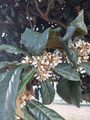 Eriobotrya japonica