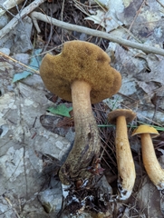Suillus punctipes