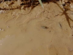 Triops cancriformis
