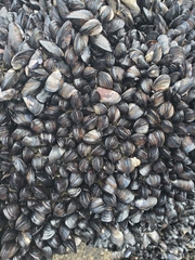 Xenostrobus neozelanicus