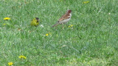 Spinus barbatus