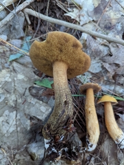Suillus punctipes
