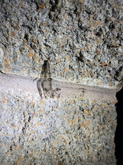 Dendroleon obsoletus