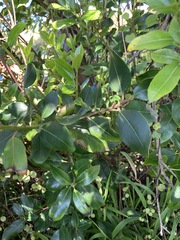Rhamnus alaternus