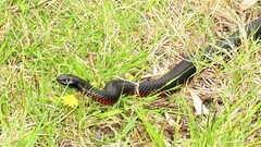 Pseudechis porphyriacus