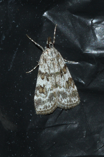 European Common Grey
