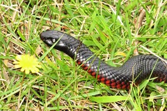 Pseudechis porphyriacus