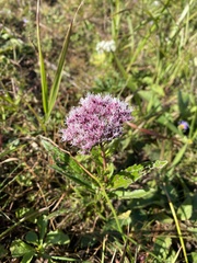 Eupatorium lindleyanum