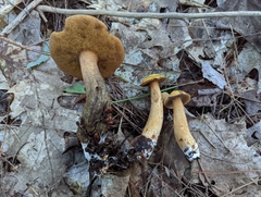 Suillus punctipes