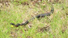 Pseudechis porphyriacus