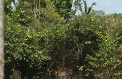 Allamanda cathartica