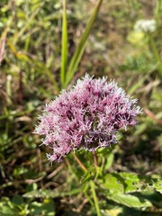 Eupatorium lindleyanum