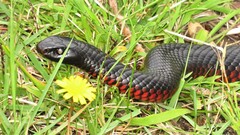 Pseudechis porphyriacus