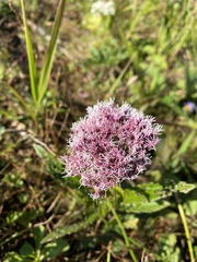 Eupatorium lindleyanum