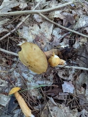 Suillus punctipes